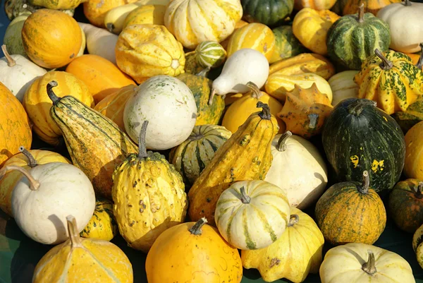 stock image Ornamental pumpkins