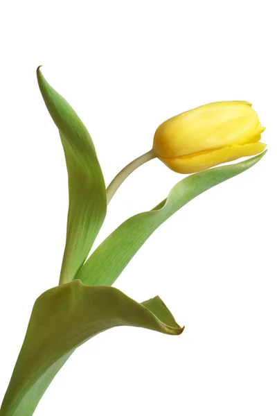 Gele tulp — Stockfoto