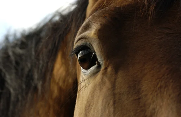 Дивлячись кінь — стокове фото