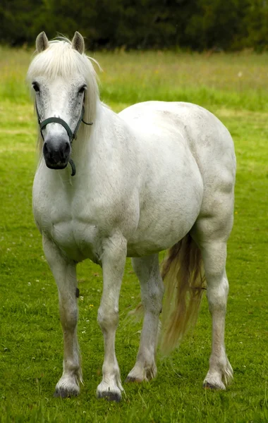 White Horse — Stock Photo, Image