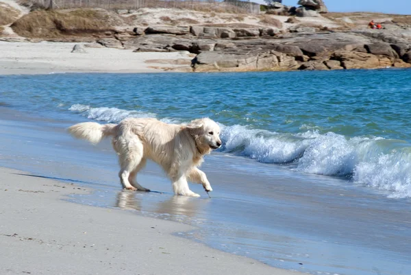 Golden retriever on the beach — Stock Photo, Image