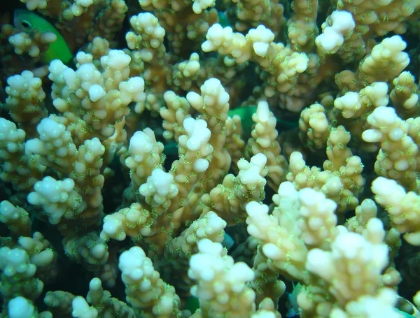 Mondo subacqueo — Foto Stock