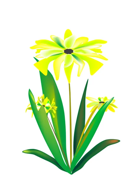 Yellow spring narcissus — Stock Vector