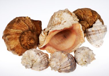 cockleshells