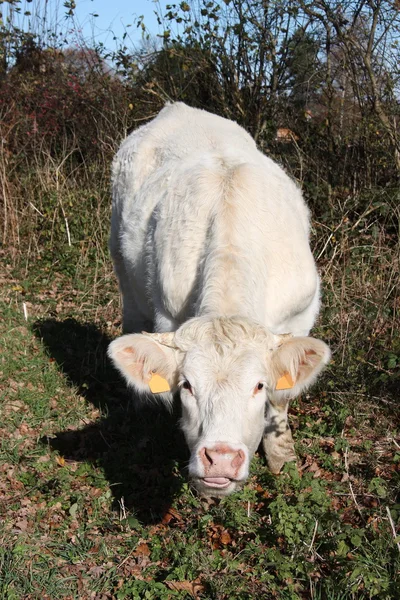 Kíváncsi charolais tehén — Stock Fotó