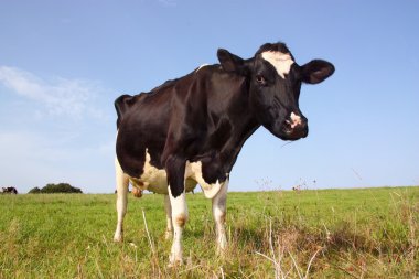 Dairy cow 2 clipart