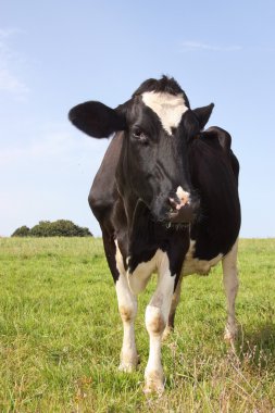 Holstein dairy cow 3 clipart
