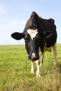 Holstein dairy cow 1 clipart