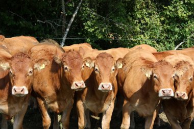 Curious Limousin cows clipart