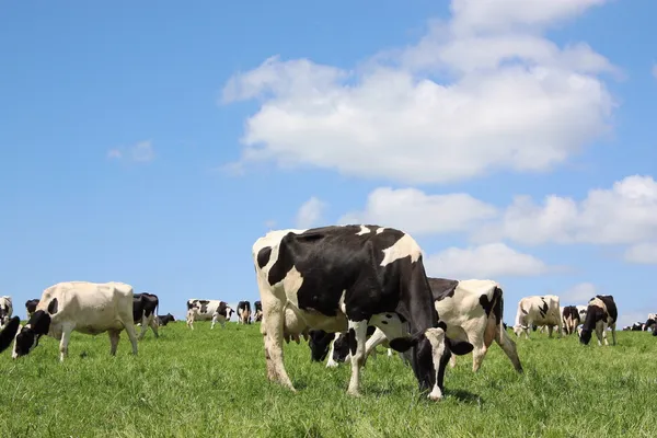 Pastoreo de ganado lechero —  Fotos de Stock