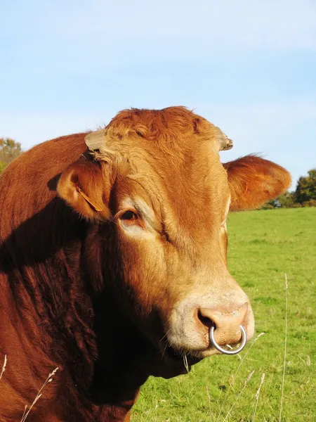 Touro Limousin com anel nasal — Fotografia de Stock