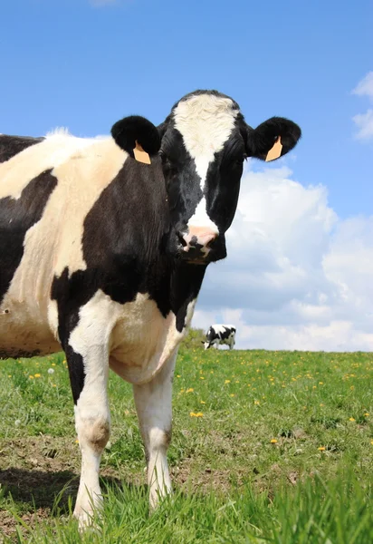 Vaca lechera Holstein 2 —  Fotos de Stock
