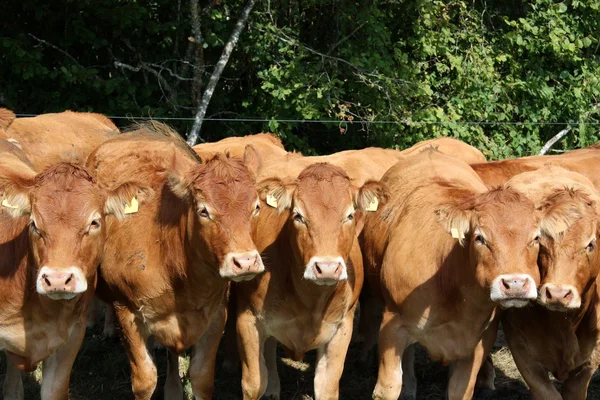 Curious Limousin cows — Stock Photo, Image