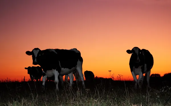 Milchkühe in einem dramatischen Sonnenuntergang Stockbild