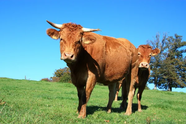 Bovinos Limousin em um pasto de verão — Fotografia de Stock