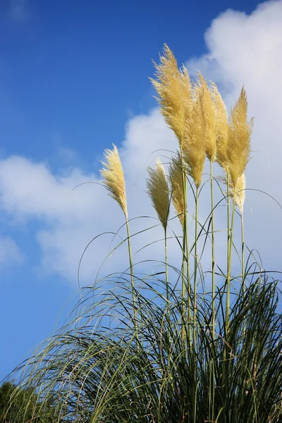 Autumn Pampus Grass — Stock Photo, Image