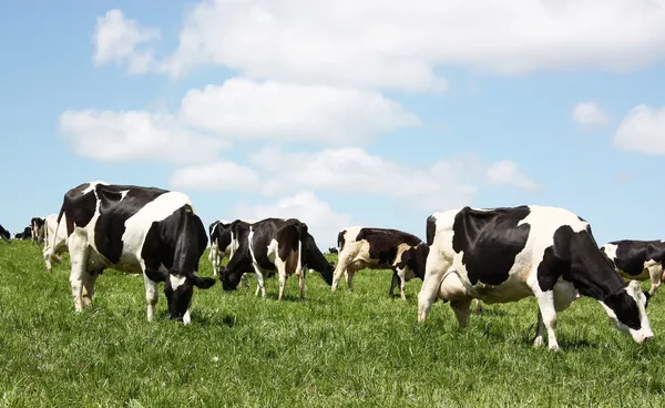 Выпас молочного скота — стоковое фото