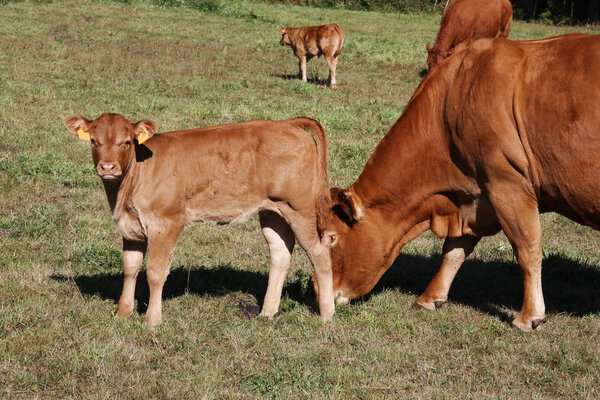 Новое прибытие
