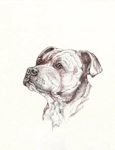 Original konst staffordshire terrier — Stockfoto