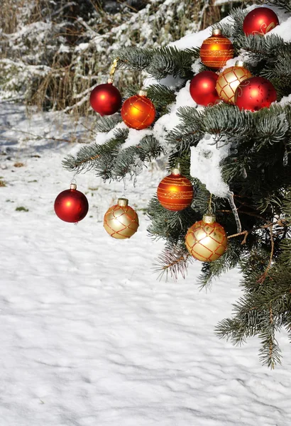 Naturliga julgran i snö — Stockfoto