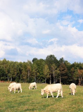 Young charolais cattle clipart
