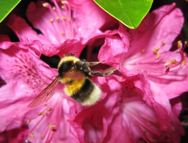 Bombus sp bumblebee foraging — Stock Photo, Image