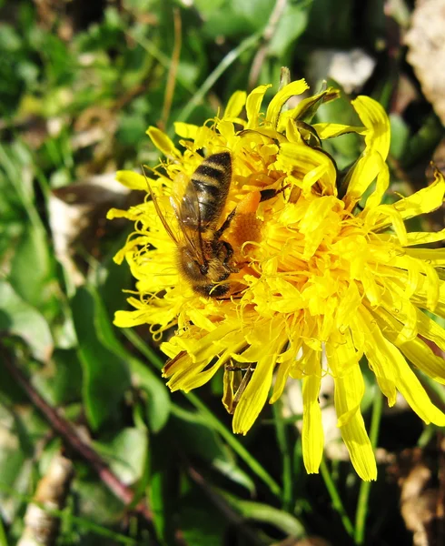 Honey bee foraging — Stock Photo, Image