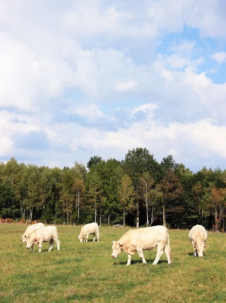 Young charolais cattle Royalty Free Stock Images