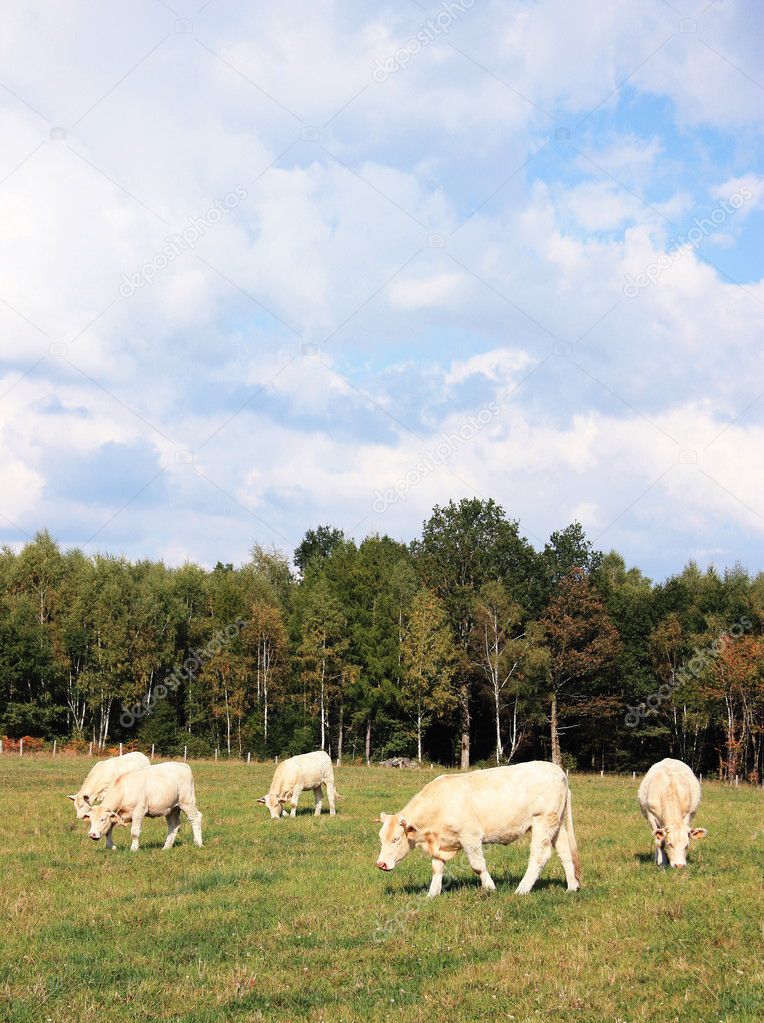 Young charolais cattle