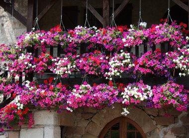 Colourful petunia curtain clipart