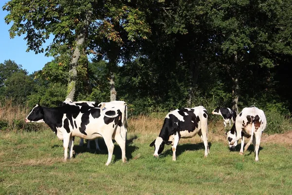 Mléčné krávy — Stock fotografie