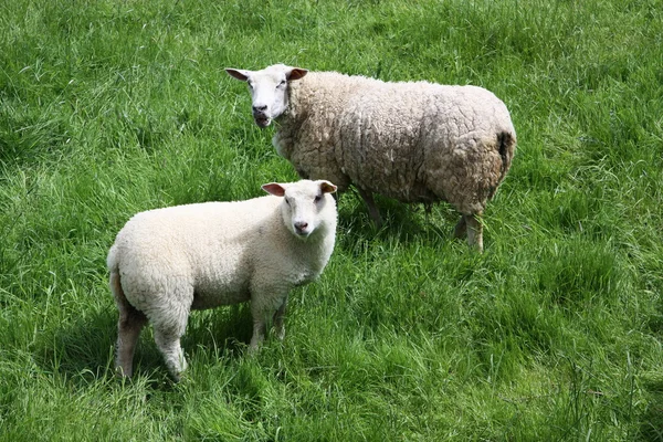 Lamm und Schaf Stockbild