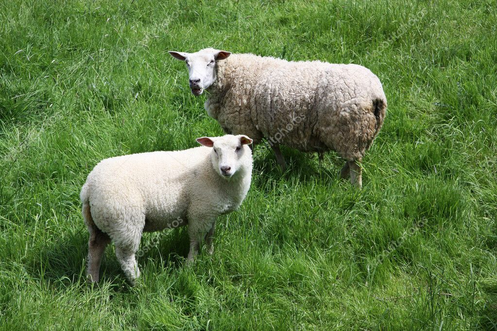 Lamb and ewe Stock Photo by ©serendipity 2197918