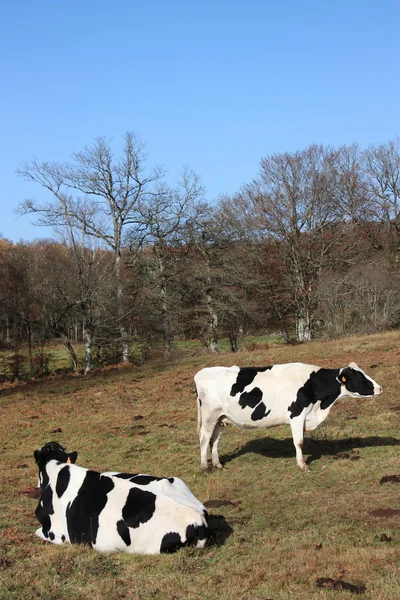 Holsteinische Milchkühe lizenzfreie Stockfotos