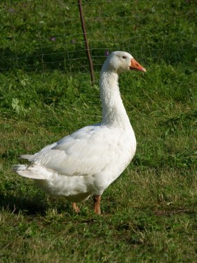 White goose on green grass clipart