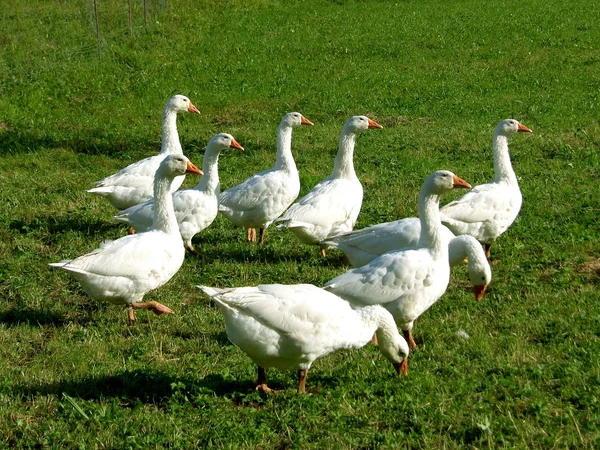 stock image Group of white geese