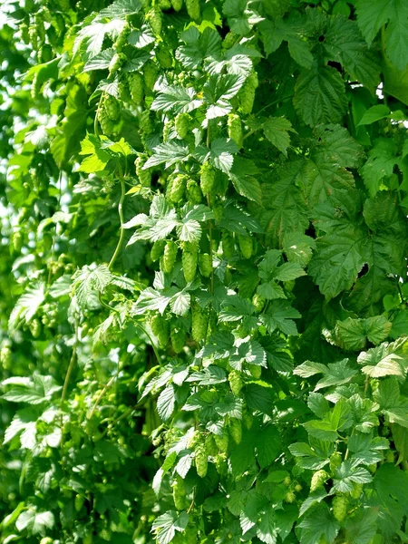 Fresh green hops — Stock Photo, Image