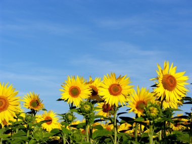 Field of sunflowers clipart