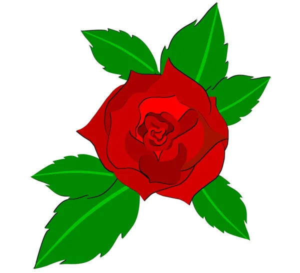 Ábrán a piros rózsa — Stock Fotó