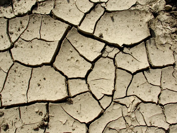 Terreno agrietado, un concepto de calentamiento global —  Fotos de Stock