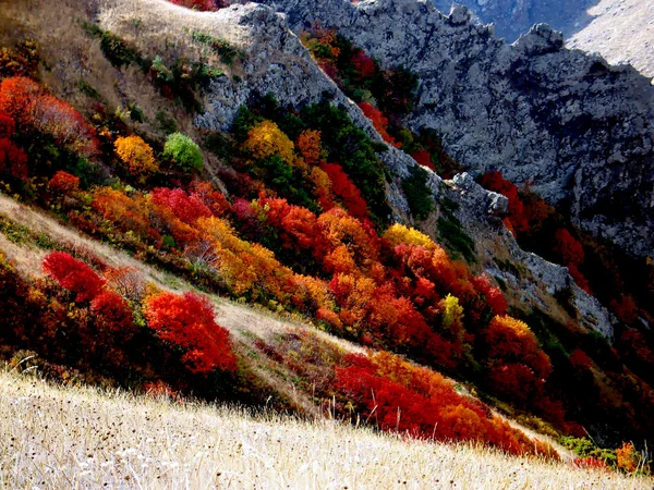 鮮やかな秋の色 ロイヤリティフリーのストック画像