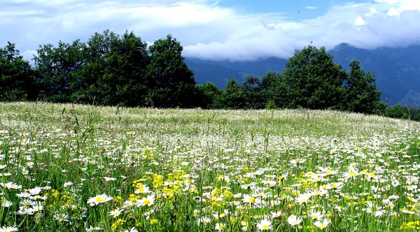 Prato primaverile — Foto Stock