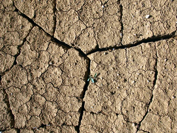 Riss im Boden, ein Konzept der globalen Erwärmung — Stockfoto
