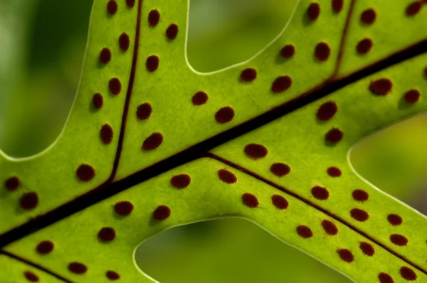 绿色蕨类植物的孢子 — 图库照片#