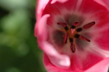 Pink tulip macro photograph clipart