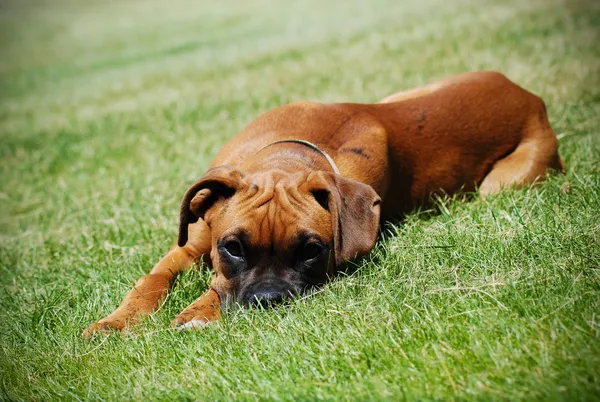 Jovem Boxer deitado na grama — Fotografia de Stock