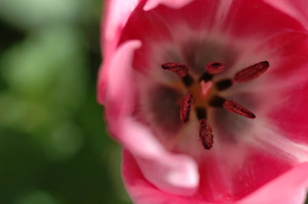 Рожевий тюльпан макрофотографія — стокове фото