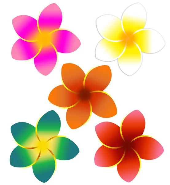 Cinco flores plumeria coloridas — Fotografia de Stock