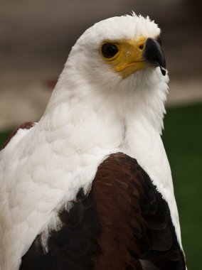 African Fish Eagle clipart