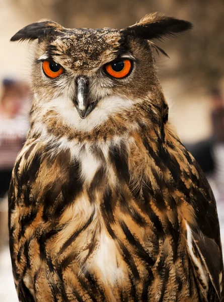 Eagle or Horned Owl — Stock Photo, Image